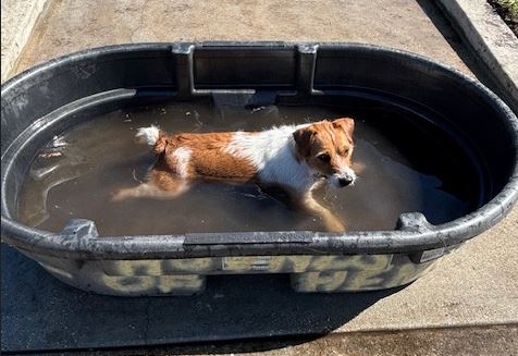 dog in bath